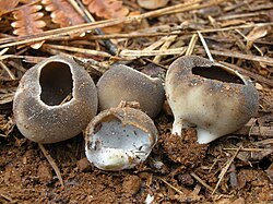 Helvella leucomelaena MO.jpg