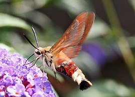 Hemaris fuciformis