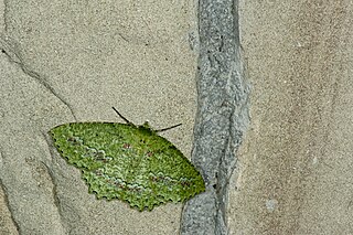 <i>Herochroma supraviridaria</i> Species of moth