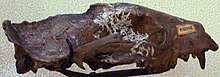 Imatge d'un crani llarg, pla, antic i cicatritzat