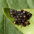 * Nomination Dolycoris baccarum nymphs and eggs --Böhringer 20:56, 11 July 2008 (UTC) * Promotion Often on your photographs of varmits and their eggs, you mention the plant name -- do you know this one? -- carol 22:03, 19 July 2008 (UTC) * found on a leaf underside of a privet. More could have been in focus but this photograph is really cool. -- carol 23:12, 20 July 2008 (UTC)