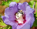 Pollinisation par un Bombus ruderatus.