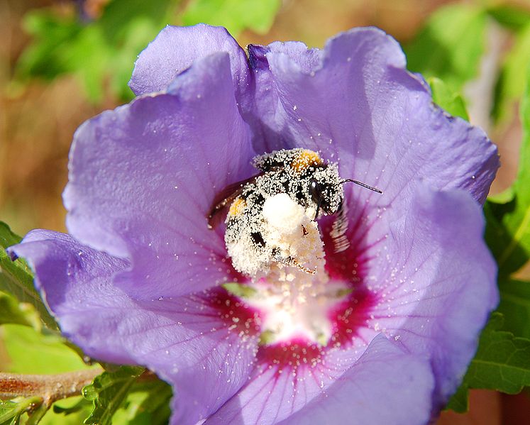 File:Hibiscus syriacus Bombus ruderatus 1 Luc Viatour.jpg