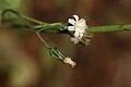 Hieracium albiflorum