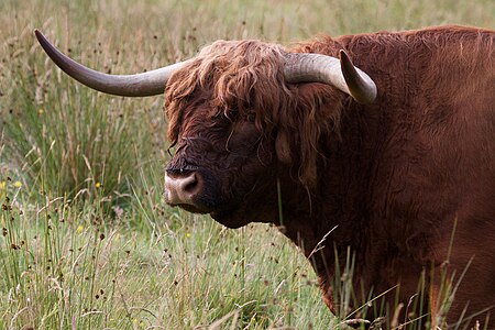 Highland cattle