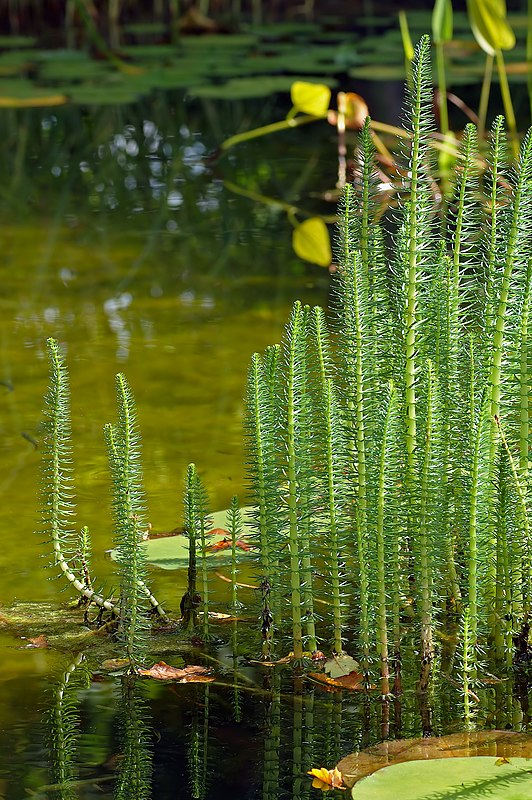 Многолетние вода. Хвостник водяная Сосенка. Hippuris vulgaris. Хвостник обыкновенный. Водные растения гидрофиты.