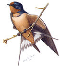 Barn Swallow by Louis A. Fuertes (Sphinx Head 1897), from The Second Book of Birds, 1901 Hirundo rusticaABP01CA.jpg