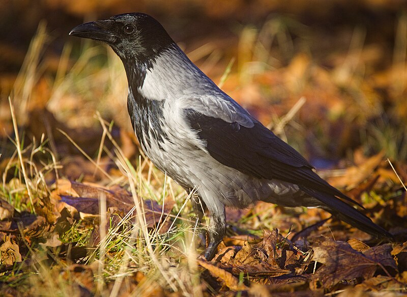 File:Hooded crow (52610717333).jpg