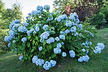 220px Hortensie%2C Blau 