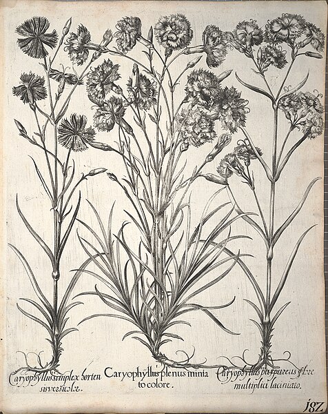 File:Hortus Eystettensis, 1640 (BHL 45339 334) - Classis Aestiva 182.jpg