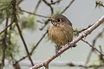 Thumbnail for File:Hutton's Vireo (29353729466).jpg