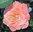 Hybrid Tea - Seashell 5 (cr) (cropped).JPG