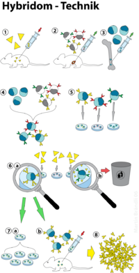 Hybridom-Technik: Eigenschaften, Immunisierung, Zellfusion