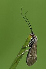 Vignette pour Hydropsychidae