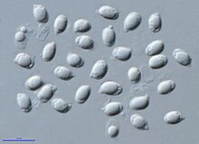 Spores are ellipsoid and smooth. Hygrophorus eburneus spores.jpg