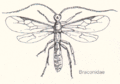 Morphology of Braconidae