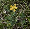 Hypericum terrae-firmae Belize.jpg