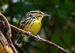 Cantador-amarelo em Manacapuru, Amazonas, Brasil