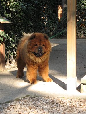 A Chow Chow with reddish coat