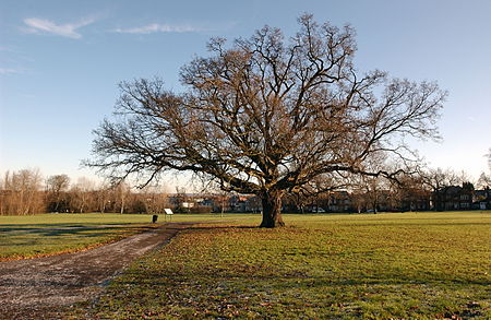 Cannon Hill Common