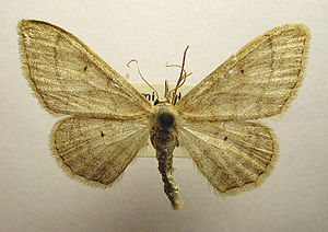 Idaea straminata.jpg