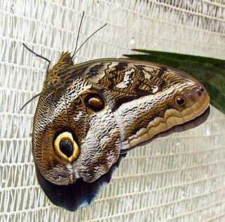 <i>Caligo idomeneus</i>