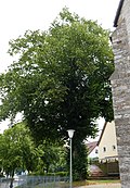 Iggenhausen - Linden tree at the church.jpg