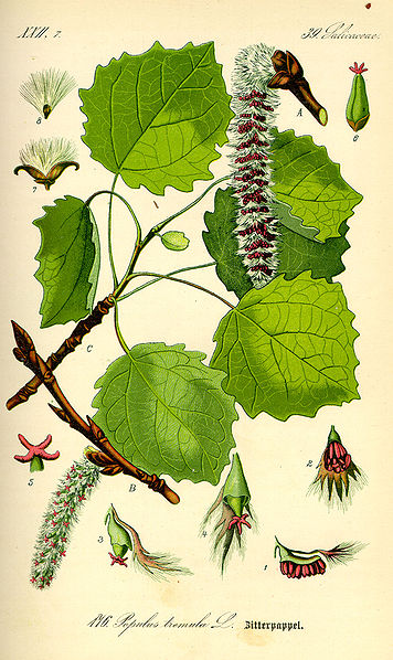 File:Illustration Populus tremula0.jpg