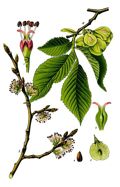 File:Illustration Ulmus carpinifolia descr.jpg