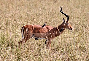An impala in Mikumi National Park. Red-billed Oxpeckers are feeding on ticks found on the impala.
