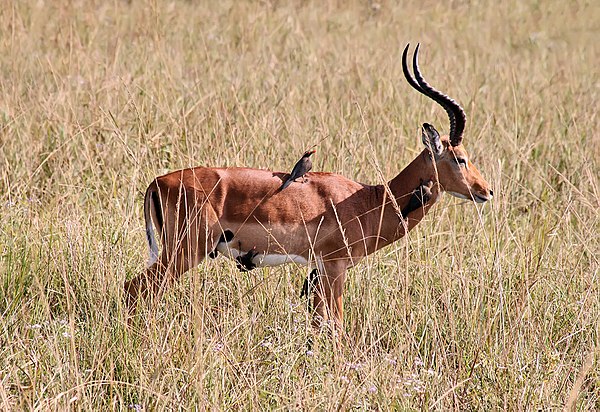 The red-billed oxpecker eats ticks on the impala's coat, in a cleaning symbiosis.