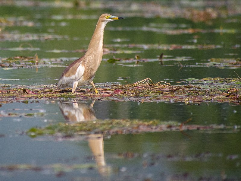 File:Indian Pond Heron (14570668581).jpg