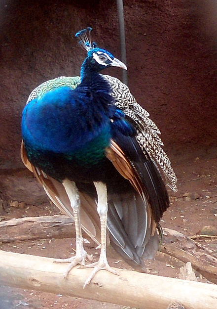Peafowl at Sri Venkateswara Zoological Park
