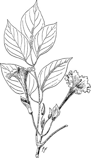 <i>Dolichandrone spathacea</i> Species of flowering plant