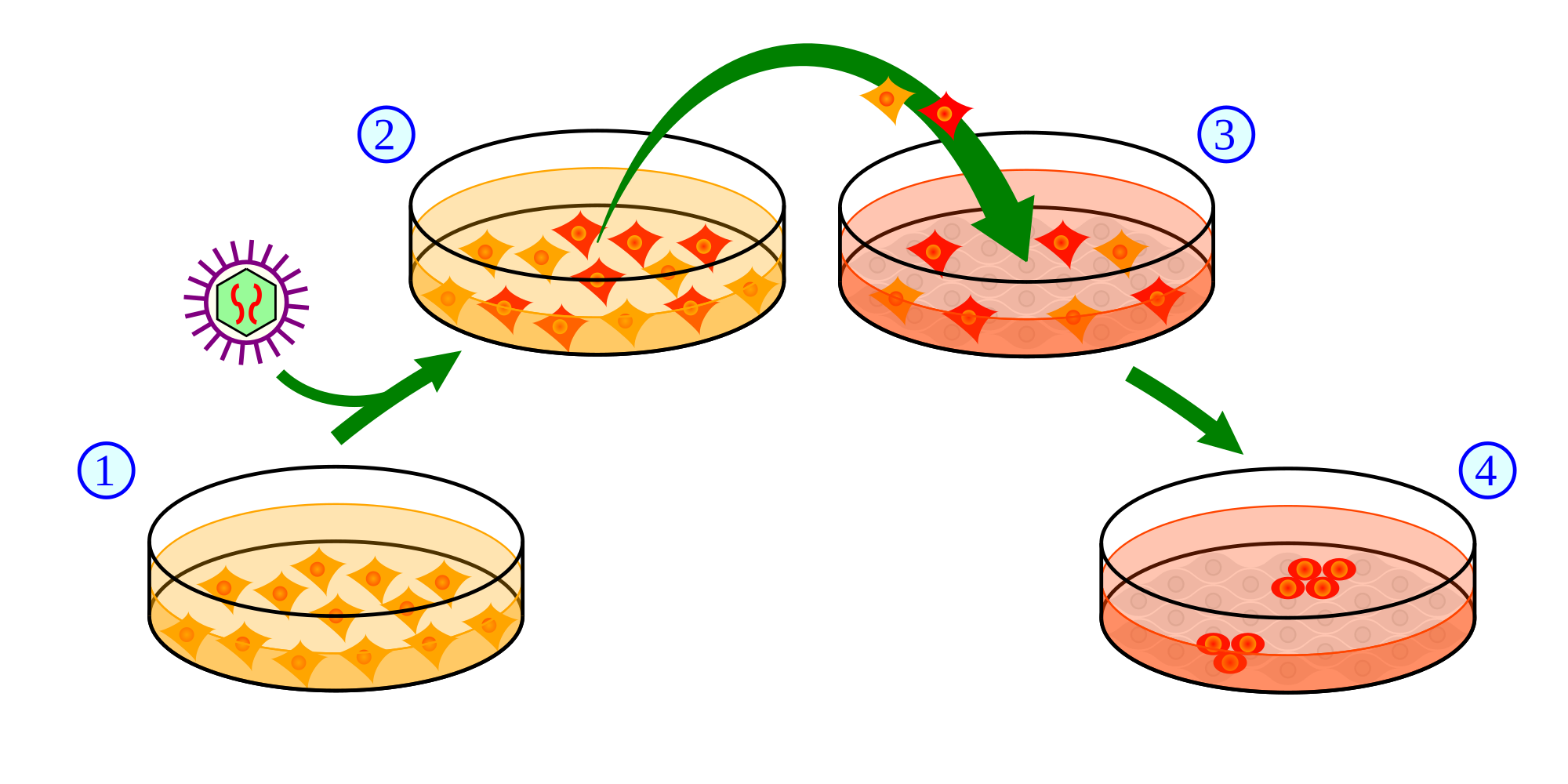 induced pluripotent stem cells