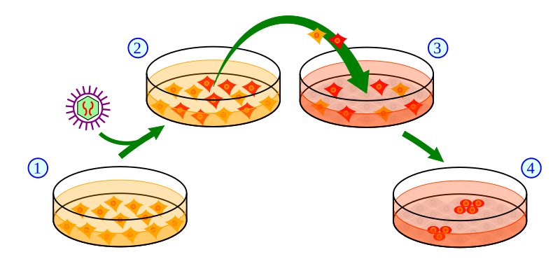 File:Induction of iPS cells.svg