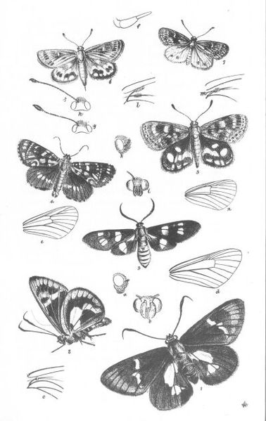 File:Insects Plate 3 (Discoveries in Australia).jpg