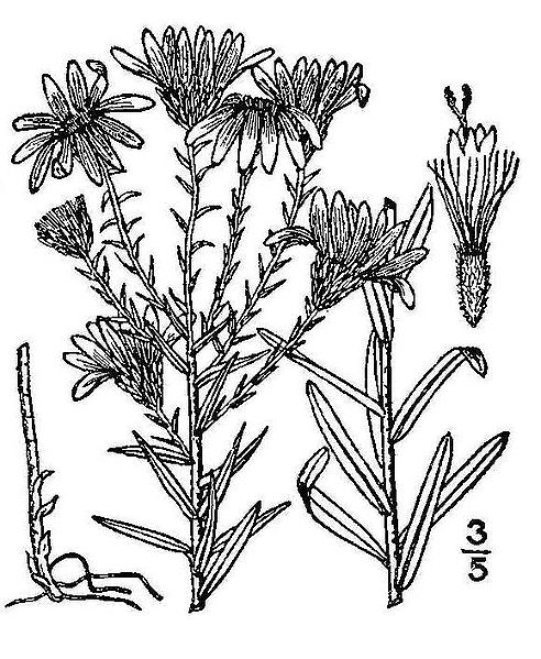 File:Ionactis-linariifolius01.jpg