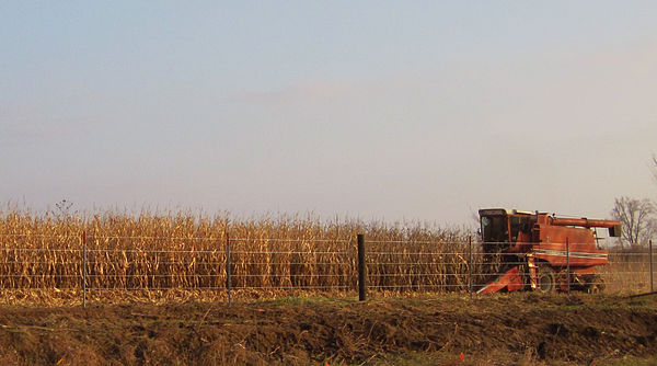 Harvesting corn in Iowa, United States.