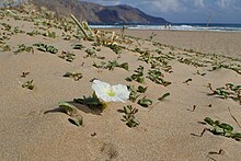 Ipomoea imperati kz04.jpg