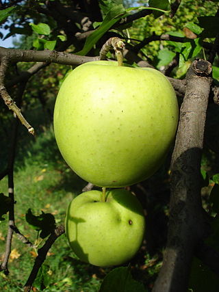 <span class="mw-page-title-main">Goldspur</span> Apple cultivar