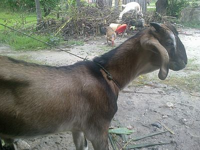 Goat found in Nepal