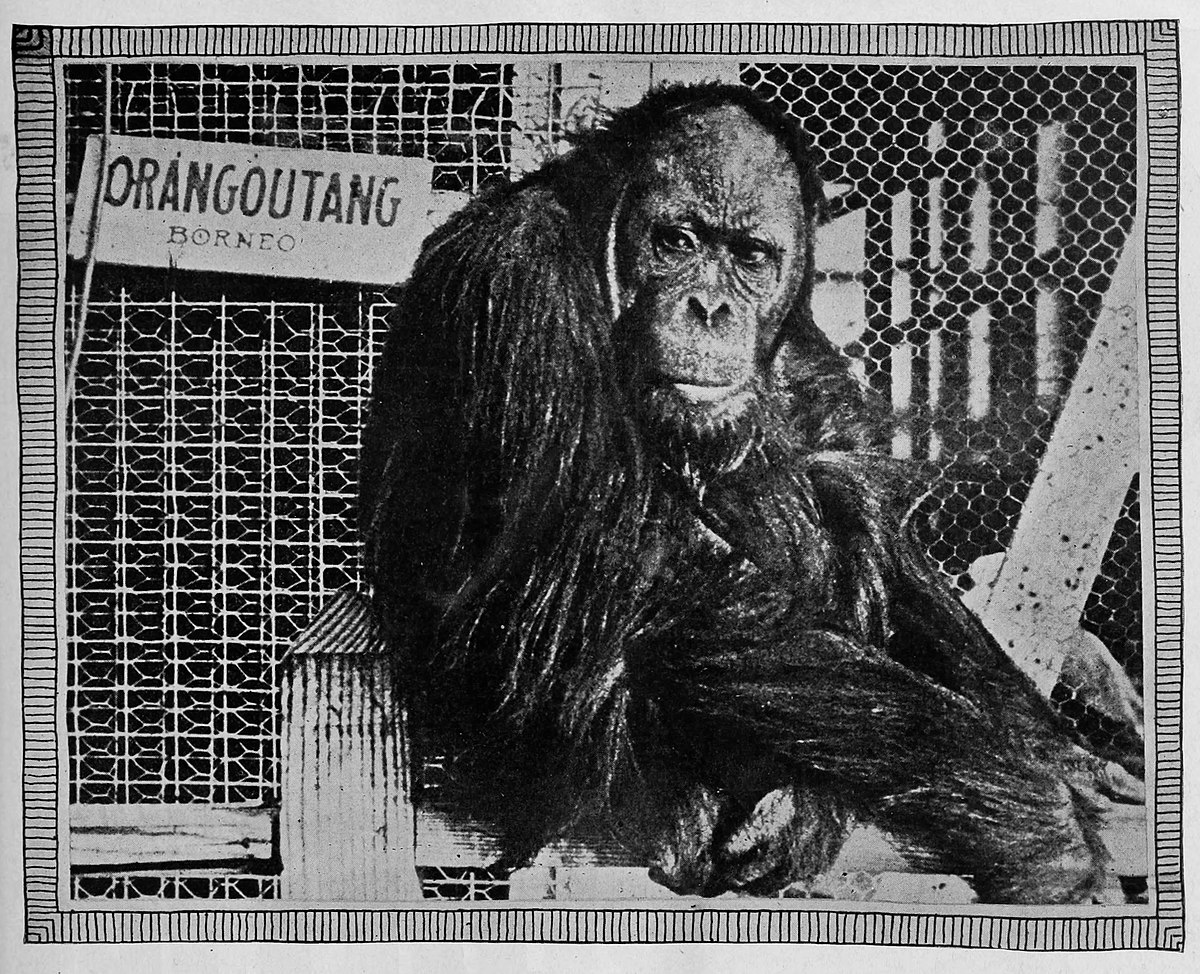 Joe Martin (orangutan) image