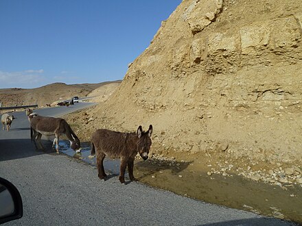 Donkeys on a highway