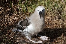 Juvenile on Nightingale Island Juvenile Yellow-nosed albatross.jpg