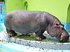 Kaba Hippopotamus 200605 Obihiro 01.JPG