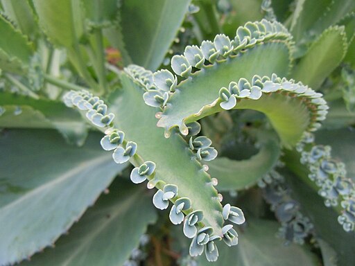 Kalanchoe schizophylla