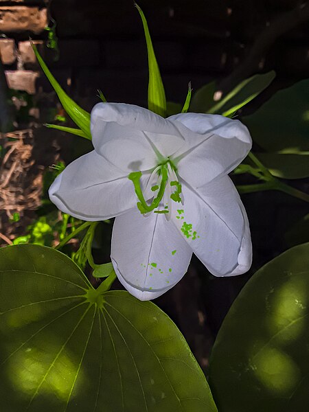 File:Kanchan Flower 01.jpg