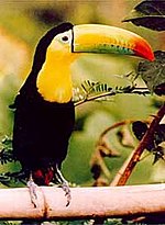 Thumbnail for List of birds of Belize