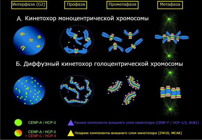 File:Kinetochore on monocentric and holocentric chromosomes-rus.jpg